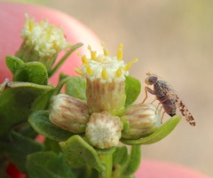 Dioxyna picciola