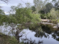 Leptospermum madidum