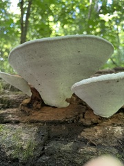 Ganoderma lobatoideum