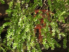 Metrosideros stipularis