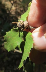 Heteroecus sanctaeclarae