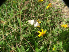 Heliopetes laviana