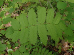 Sorbus aucuparia