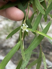 Leptospermum madidum