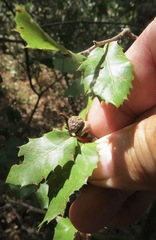 Heteroecus sanctaeclarae