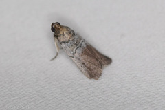 Chararica hystriculella