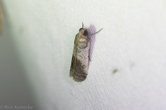 Chararica hystriculella