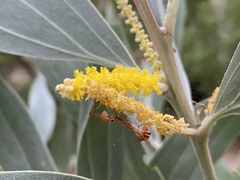 Acacia holosericea
