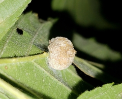 Neolasioptera farinosa