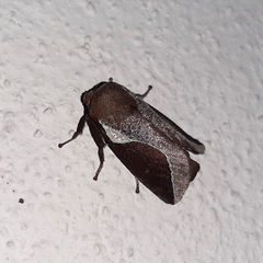 Prolimacodes badia