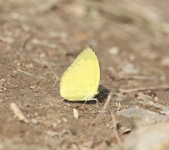 Eurema hecabe