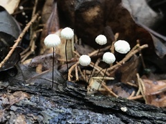 Marasmius capillaris