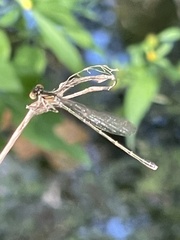 Coenagrionoidea