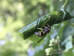 Euodynerus foraminatus