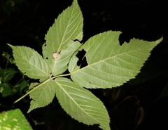 Neolasioptera farinosa