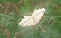 Macaria shanghaisaria