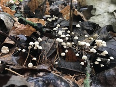 Marasmius capillaris