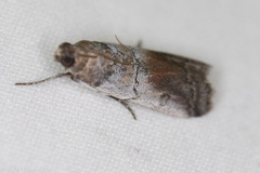 Chararica hystriculella