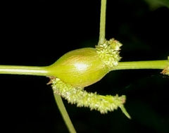 Neolasioptera boehmeriae