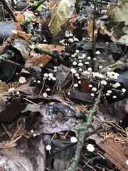 Marasmius capillaris