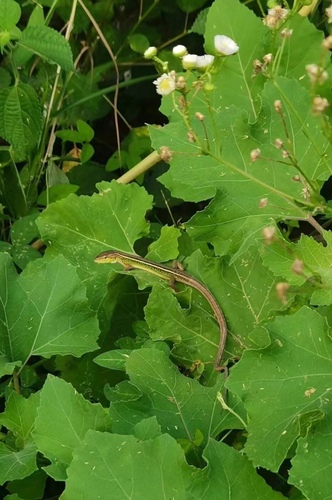 China Grass Lizard
