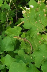 Takydromus septentrionalis