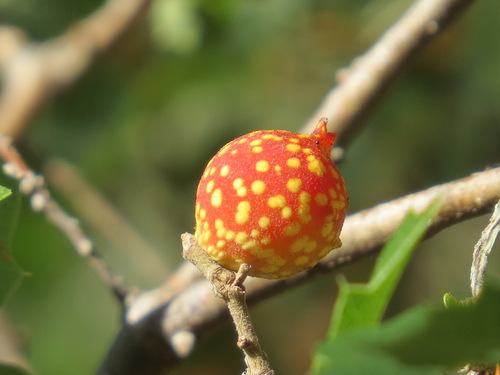 Beaked Twig Gall Wasp photo 6