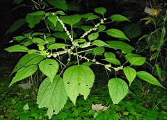 Neolasioptera boehmeriae