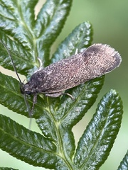 Leistomorpha brontoscopa