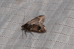 Aglossa