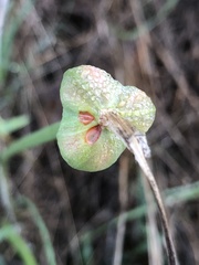 Zephyranthes chlorosolen