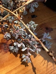 Atriplex leucophylla