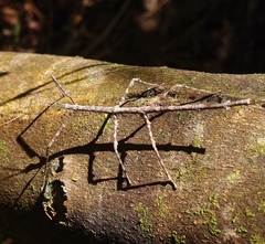 Argosarchus horridus