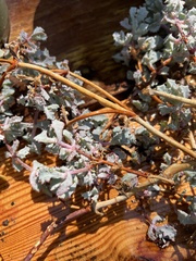 Atriplex leucophylla