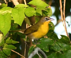 Icteria virens