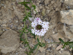 Glandularia berteroi