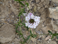 Glandularia berteroi