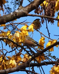 Zosterops lateralis lateralis