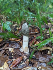 Phallus ravenelii