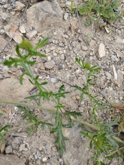 Glandularia berteroi