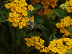 Anthophora urbana