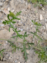 Glandularia berteroi