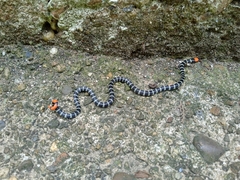 Micrurus mipartitus anomalus