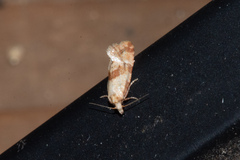 Platphalonidia