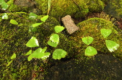 Adiantum erylliae
