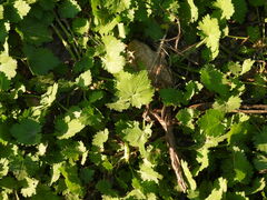 Modiola caroliniana