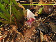 Boesenbergia rotunda