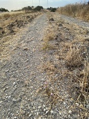 Centaurea calcitrapa