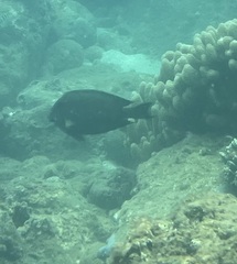 Ctenochaetus striatus