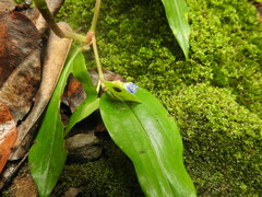 Commelina